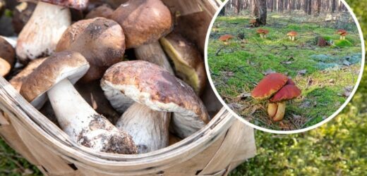 Aż 20 borowików w jednym miejscu. Zdjęcie z lasu zrobiło furorę