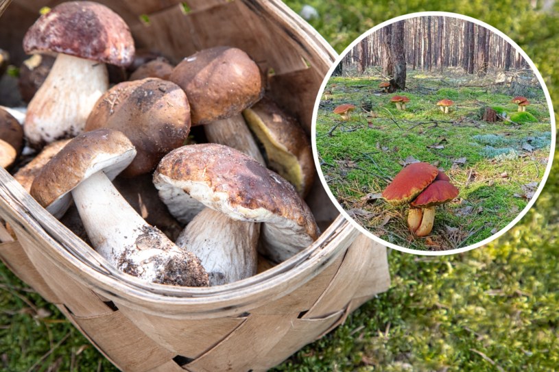 Aż 20 borowików w jednym miejscu. Zdjęcie z lasu zrobiło furorę