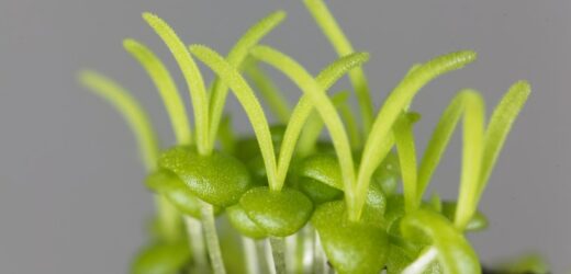 Ten naturalny stymulant to hit. Korzenie będą pojawiać się błyskawicznie