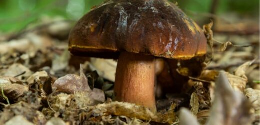 Wysyp borowików ceglastoporych. Gdzie można je znaleźć?
