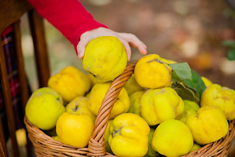„Polska cytryna” zaczyna dojrzewać. Włącz do diety dla lepszego trawienia i usunięcia toksyn