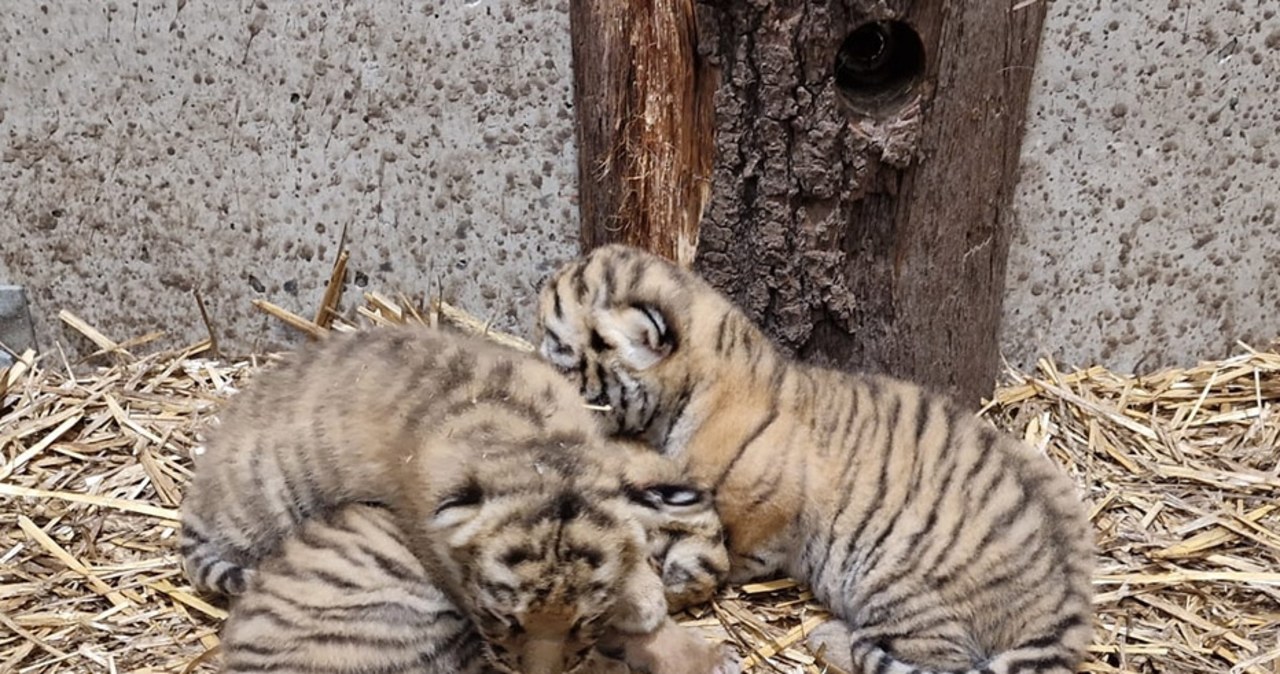 Niezwykłe wydarzenie w opolskim zoo. Na świat przyszły trzy tygrysiątka!