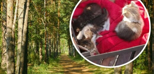 Ktoś porzucił je na pastwę losu w śląskim lesie. Pomogli policjanci. Małe kotki trafią do adopcji