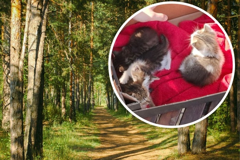Ktoś porzucił je na pastwę losu w śląskim lesie. Pomogli policjanci. Małe kotki trafią do adopcji