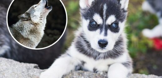 Myśleli, że kupują szczeniaka husky. Oto co wyrosło ze słodkiego psa