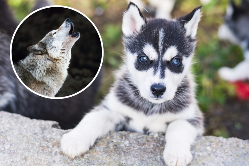 Myśleli, że kupują szczeniaka husky. Oto co wyrosło ze słodkiego psa