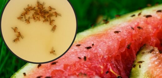 Tutaj moskitiera nie pomoże. Zafunduj im kąpiel, więcej już nie wrócą