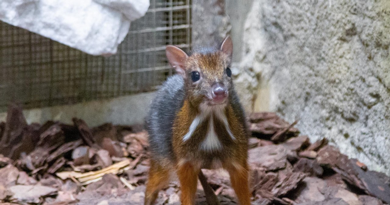 ​Baby boom w stołecznym zoo! „Mamy więcej pracy, ale też więcej radości”
