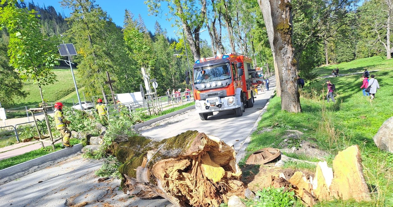 Drzewo runęło na chodnik i ścieżkę rowerową w Zakopanem