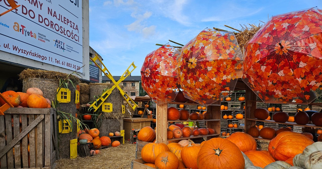 Miasteczko dyniowe ponownie w Śremie! Do przygotowania było potrzebne 10 ton dyń