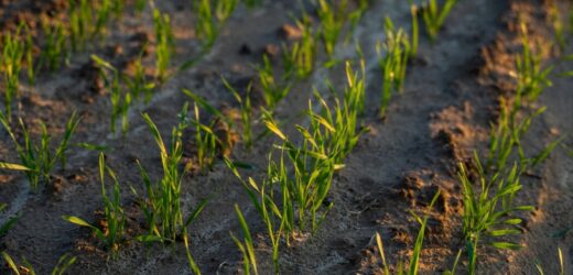 Siew trawy jesienią. Następczyni lata gwarancją miękkiego, gęstego i soczyście zielonego dywanu