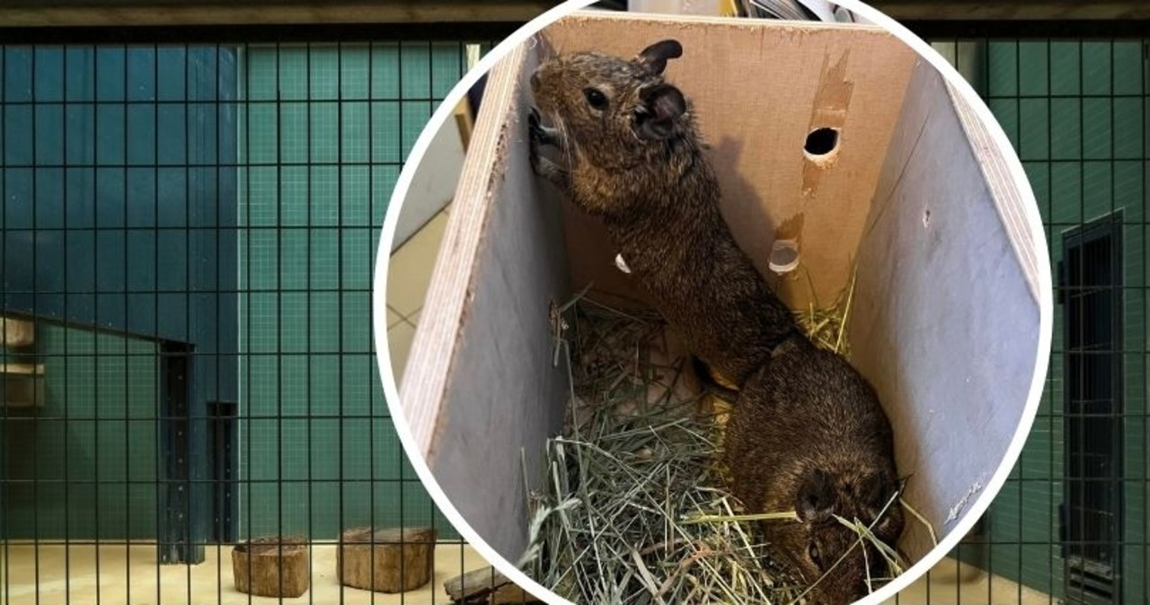 ​Coco i Chanel trafiły do okna życia dla zwierząt. Koszatniczki szukają nowego domu