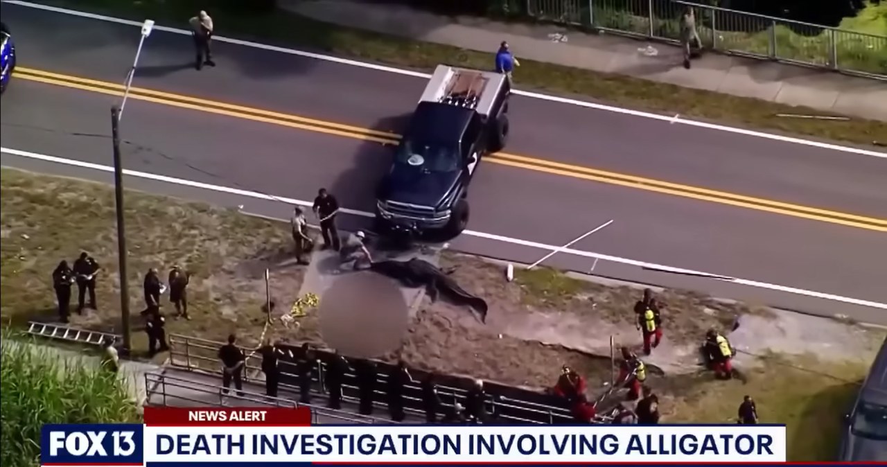 Aligator z ludzkimi szczątkami w pysku. Policja ustala tożsamość denata