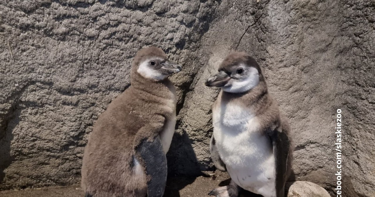 Pingwiny wykluły się w chorzowskim zoo. Maluchy ciągle czekają na imiona
