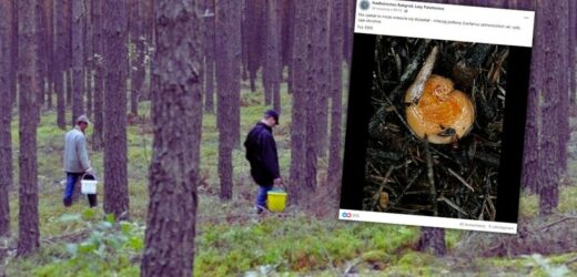 Radość wśród grzybiarzy. W lasach pojawił się najszlachetniejszy z grzybów