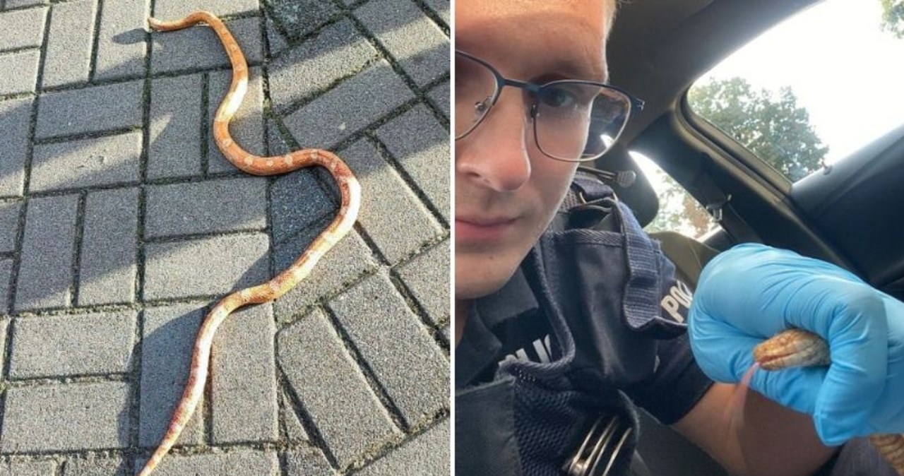 ​Wąż zbożowy pełzał po osiedlu. Policjanci poszukują właściciela