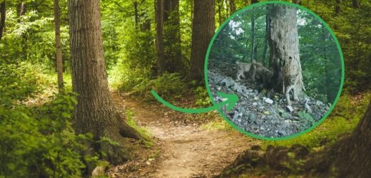 Rysica Tylka i jej kocięta robią furorę w sieci. „Gatunek, który otarł się o wyginięcie”