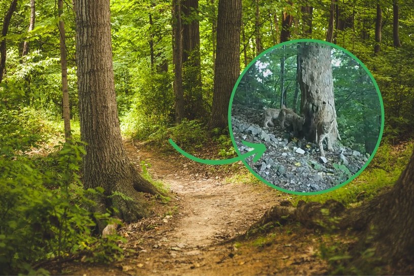 Rysica Tylka i jej kocięta robią furorę w sieci. „Gatunek, który otarł się o wyginięcie”