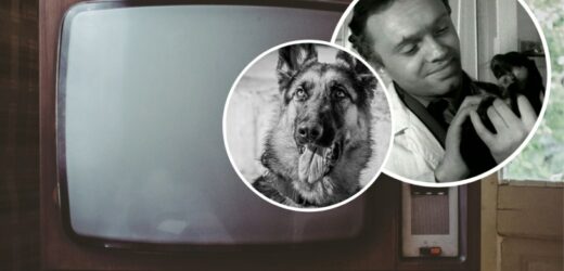 Popularny serial z czasów PRL-u. „Przygody psa cywila”, pamiętacie? QUIZ