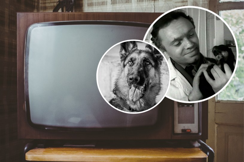 Popularny serial z czasów PRL-u. „Przygody psa cywila”, pamiętacie? QUIZ