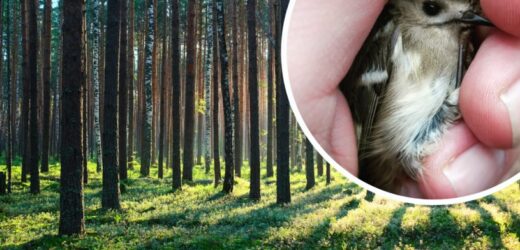 Leśnicy pokazali wyjątkowe zdjęcie najmniejszego ptaka Europy. „Zaczęło się”