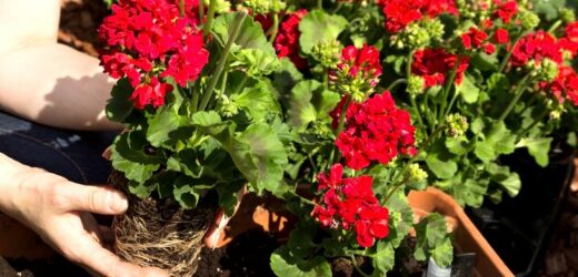 Wiosną nie wydawaj majątku na nowe sadzonki pelargonii. Zimowanie roślin w domu