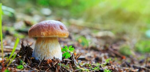 Zalety niespiesznego leżakowania grzybów w słońcu. Ekscytujący efekt
