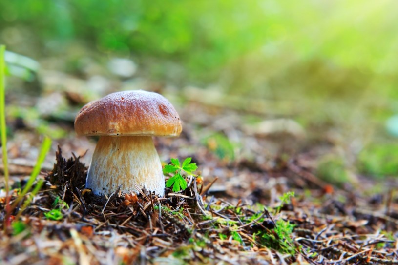 Zalety niespiesznego leżakowania grzybów w słońcu. Ekscytujący efekt