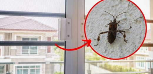 „Zapach podobny do skunksa”. Problem nasila się wraz z nadejściem jesieni
