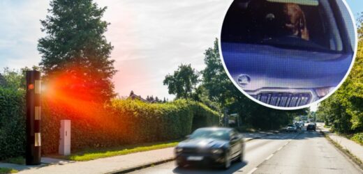 Pies za kierownicą samochodu? Zajście uwiecznił fotoradar. „Przekroczył pan prędkość”
