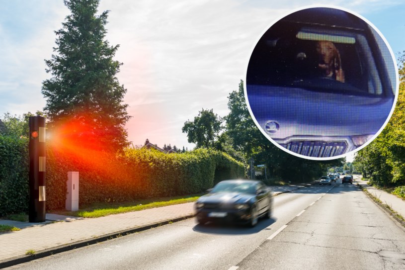 Pies za kierownicą samochodu? Zajście uwiecznił fotoradar. „Przekroczył pan prędkość”