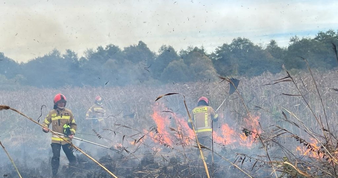 Pożar w Biebrzańskim Parku Narodowym. Na miejscu 17 zastępów straży