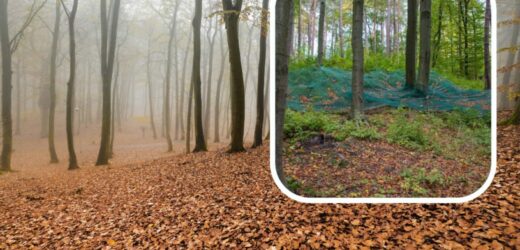 Zauważyłeś siatki w lesie? To nie przypadek. Pełnią ważną funkcję