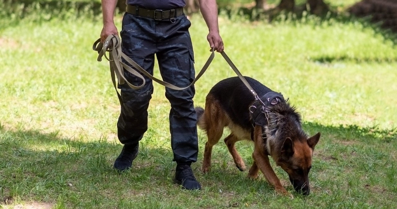 Policyjne psy na szkoleniu