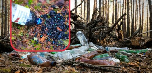 Lasy Państwowe apelują. „Jedna plastikowa butelka, a tyle nieszczęścia”