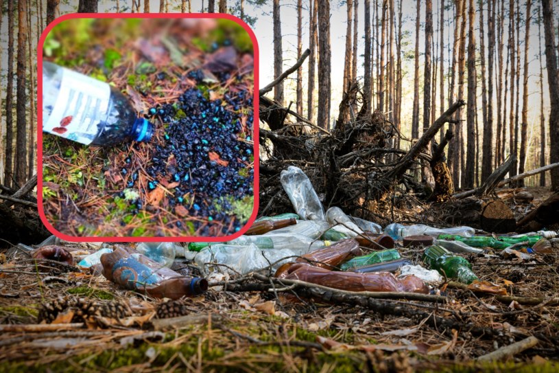 Lasy Państwowe apelują. „Jedna plastikowa butelka, a tyle nieszczęścia”