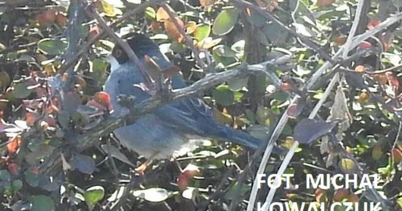 Pokrzewka aksamitna w Warszawie. To wyjątkowo rzadka sytuacja