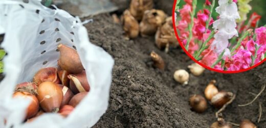 ABC wykopywania mieczyków. Bez trudu przetrwają nawet uciążliwą zimę