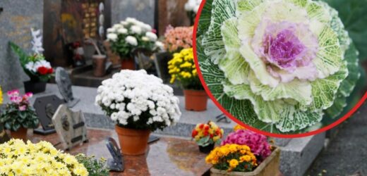 Atrakcyjna alternatywa dla chryzantem na grobach. Niskie temperatury tylko jej służą