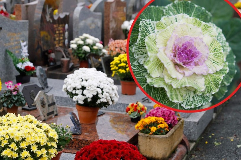 Atrakcyjna alternatywa dla chryzantem na grobach. Niskie temperatury tylko jej służą