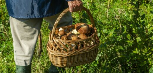 Wygląda jak jadalny prawdziwek, a jest silnie trujący. Nie wkładaj do koszyka
