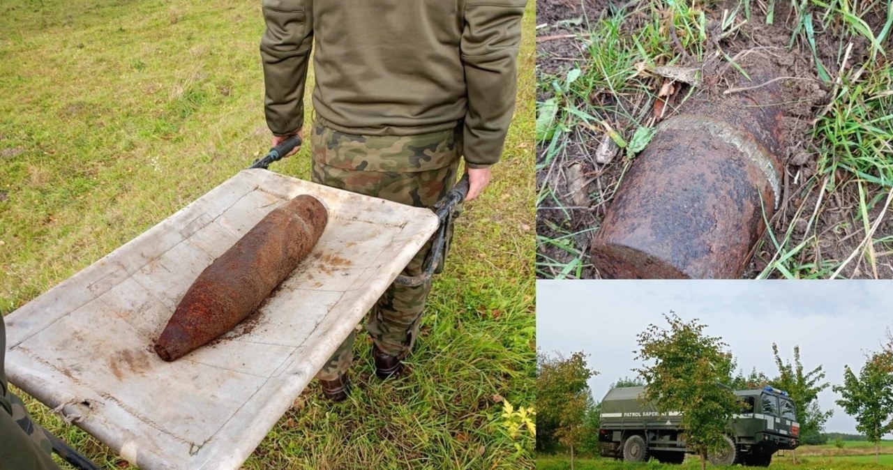 Krowa-saper wygrzebała pocisk artyleryjski. Nikt nie został ranny