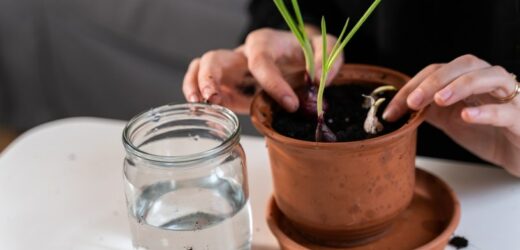 Włóż do doniczki z rośliną. Grzyb nie będzie się już panoszył