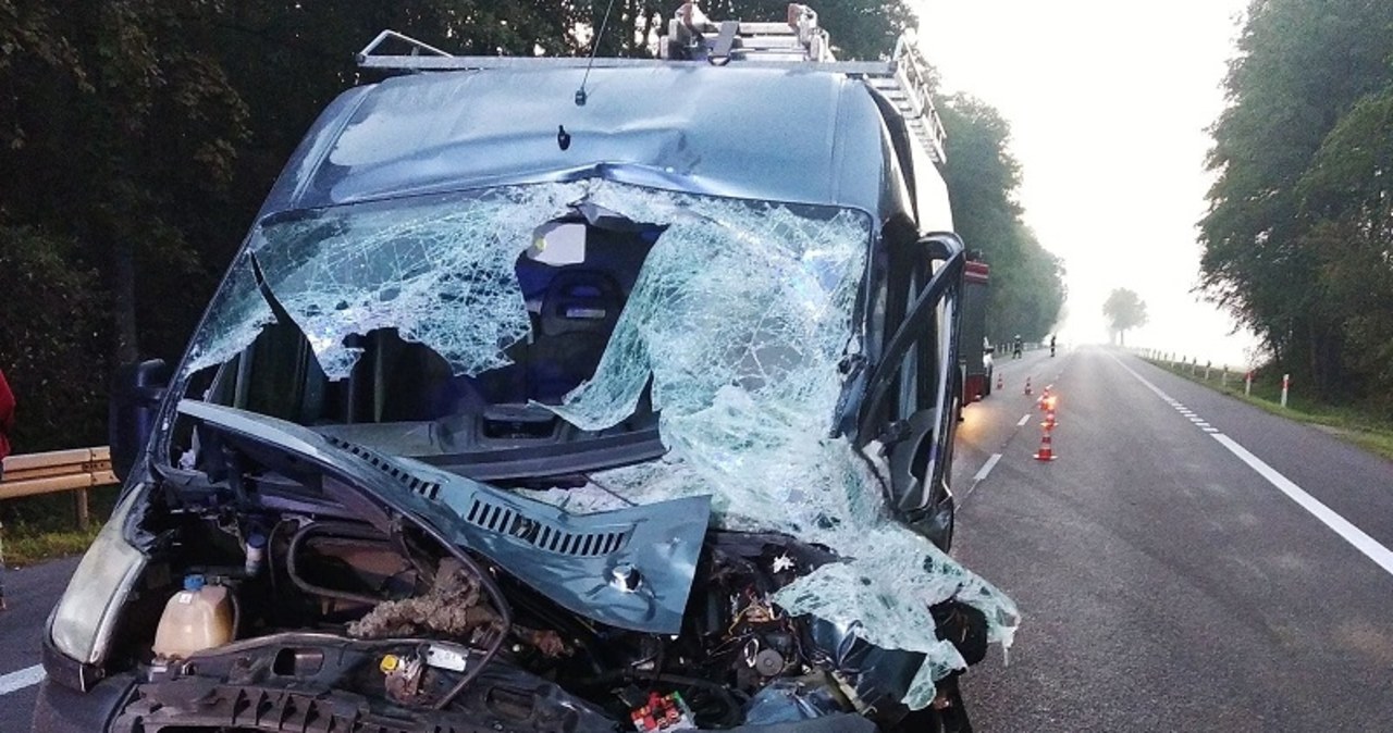 Łoś wbiegł pod koła. Po zderzeniu ranna jedna osoba