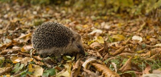 Pamiętaj w trakcie jesiennych dni. Zasada 3xC może uratować życie jeża