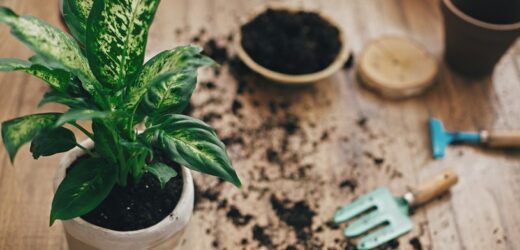 Gdzie wyrzucić resztki ziemi, roślin i doniczek? Zazwyczaj lądują w złym koszu