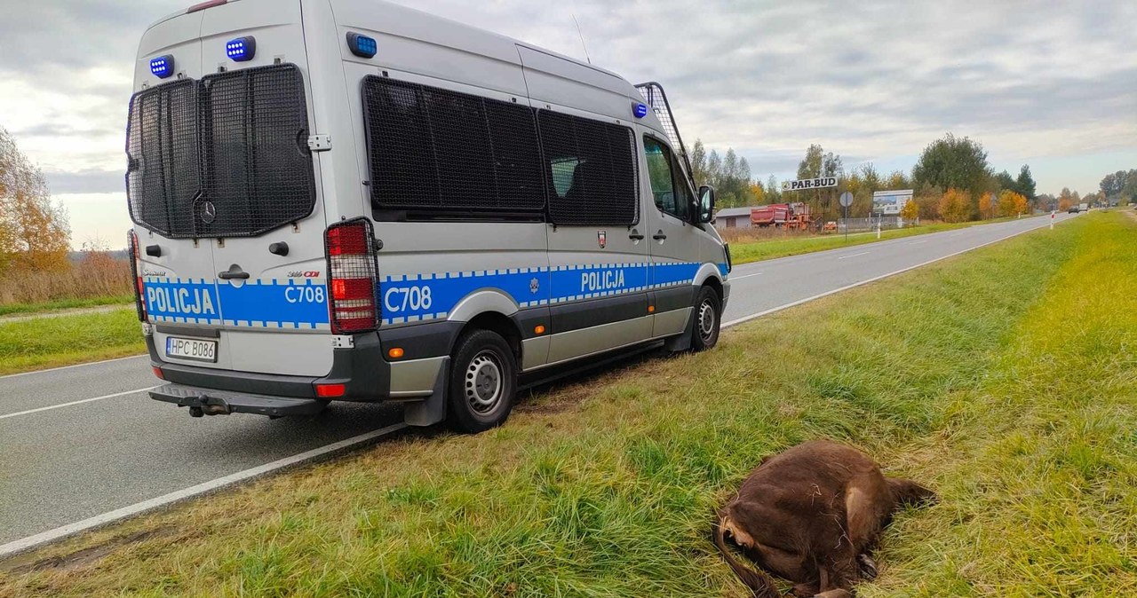 Kolizja z żubrem. Zwierzę nie doczekało się pomocy