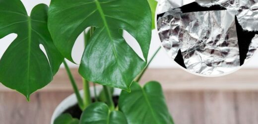 Umieść folię aluminiową w doniczce. Rośliny zaczną błyskawicznie rosnąć