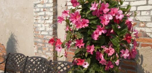Niezawodne zimowanie sundaville. W sezonie oplecie balkony i tarasy egzotycznymi pnączami