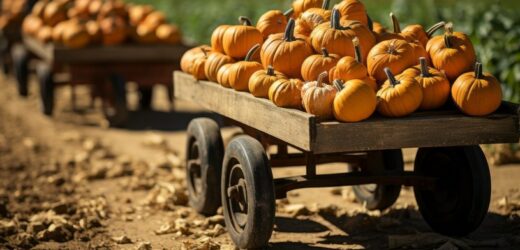 Odwiedziłyśmy farmę dyń w podkrakowskich Wawrzeńczycach. Co nas zaskoczyło?